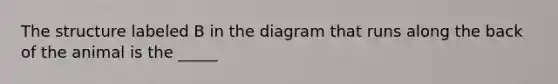 The structure labeled B in the diagram that runs along the back of the animal is the _____