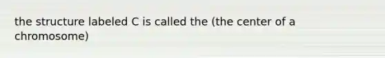 the structure labeled C is called the (the center of a chromosome)