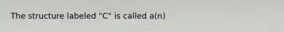 The structure labeled "C" is called a(n)