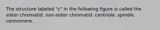 The structure labeled "c" in the following figure is called the sister chromatid. non-sister chromatid. centriole. spindle. centromere.