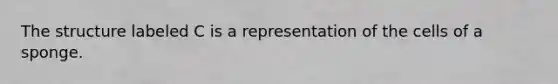 The structure labeled C is a representation of the cells of a sponge.