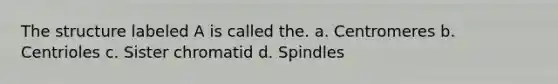 The structure labeled A is called the. a. Centromeres b. Centrioles c. Sister chromatid d. Spindles