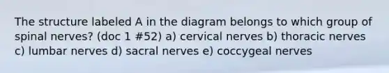 The structure labeled A in the diagram belongs to which group of spinal nerves? (doc 1 #52) a) cervical nerves b) thoracic nerves c) lumbar nerves d) sacral nerves e) coccygeal nerves