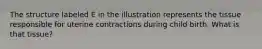 The structure labeled E in the illustration represents the tissue responsible for uterine contractions during child birth. What is that tissue?