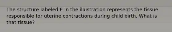 The structure labeled E in the illustration represents the tissue responsible for uterine contractions during child birth. What is that tissue?