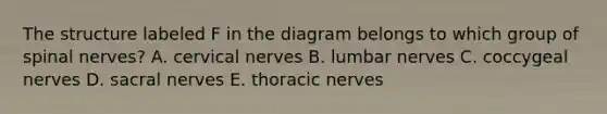 The structure labeled F in the diagram belongs to which group of spinal nerves? A. cervical nerves B. lumbar nerves C. coccygeal nerves D. sacral nerves E. thoracic nerves