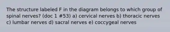 The structure labeled F in the diagram belongs to which group of spinal nerves? (doc 1 #53) a) cervical nerves b) thoracic nerves c) lumbar nerves d) sacral nerves e) coccygeal nerves