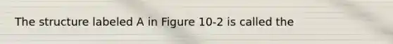 The structure labeled A in Figure 10-2 is called the