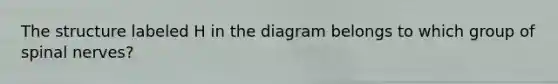 The structure labeled H in the diagram belongs to which group of spinal nerves?