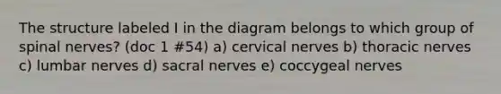 The structure labeled I in the diagram belongs to which group of spinal nerves? (doc 1 #54) a) cervical nerves b) thoracic nerves c) lumbar nerves d) sacral nerves e) coccygeal nerves