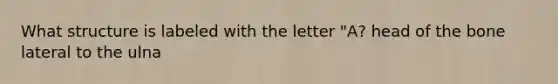 What structure is labeled with the letter "A? head of the bone lateral to the ulna