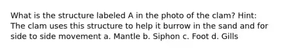 What is the structure labeled A in the photo of the clam? Hint: The clam uses this structure to help it burrow in the sand and for side to side movement a. Mantle b. Siphon c. Foot d. Gills