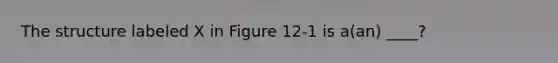 The structure labeled X in Figure 12-1 is a(an) ____?