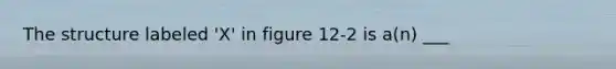 The structure labeled 'X' in figure 12-2 is a(n) ___