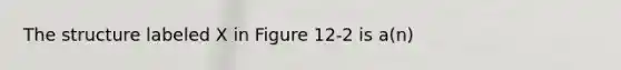 The structure labeled X in Figure 12-2 is a(n)