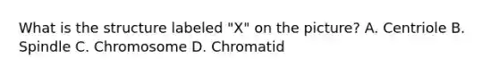 What is the structure labeled "X" on the picture? A. Centriole B. Spindle C. Chromosome D. Chromatid