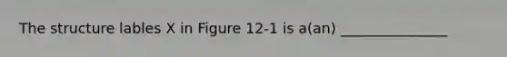 The structure lables X in Figure 12-1 is a(an) _______________