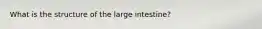 What is the structure of the large intestine?