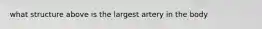 what structure above is the largest artery in the body