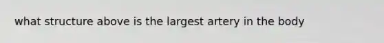 what structure above is the largest artery in the body