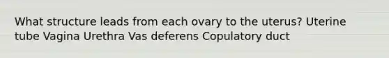 What structure leads from each ovary to the uterus? Uterine tube Vagina Urethra Vas deferens Copulatory duct