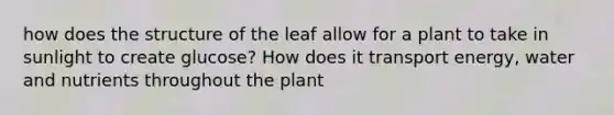 how does the structure of the leaf allow for a plant to take in sunlight to create glucose? How does it transport energy, water and nutrients throughout the plant