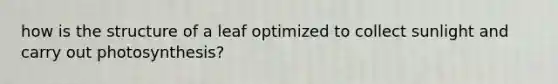 how is the structure of a leaf optimized to collect sunlight and carry out photosynthesis?
