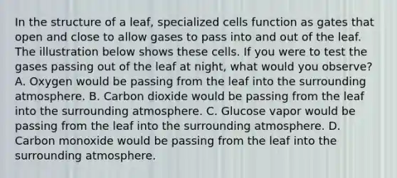 In the structure of a leaf, specialized cells function as gates that open and close to allow gases to pass into and out of the leaf. The illustration below shows these cells. If you were to test the gases passing out of the leaf at night, what would you observe? A. Oxygen would be passing from the leaf into the surrounding atmosphere. B. Carbon dioxide would be passing from the leaf into the surrounding atmosphere. C. Glucose vapor would be passing from the leaf into the surrounding atmosphere. D. Carbon monoxide would be passing from the leaf into the surrounding atmosphere.