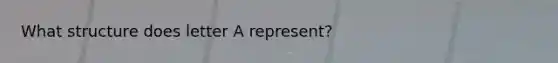 What structure does letter A represent?