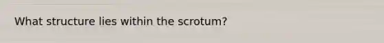 What structure lies within the scrotum?