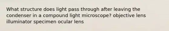 What structure does light pass through after leaving the condenser in a compound light microscope? objective lens illuminator specimen ocular lens