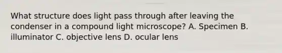 What structure does light pass through after leaving the condenser in a compound light microscope? A. Specimen B. illuminator C. objective lens D. ocular lens