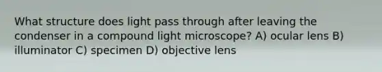 What structure does light pass through after leaving the condenser in a compound light microscope? A) ocular lens B) illuminator C) specimen D) objective lens