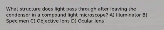 What structure does light pass through after leaving the condenser in a compound light microscope? A) Illuminator B) Specimen C) Objective lens D) Ocular lens