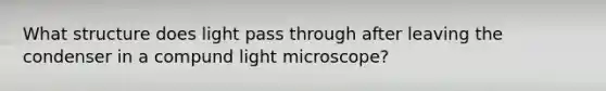 What structure does light pass through after leaving the condenser in a compund light microscope?