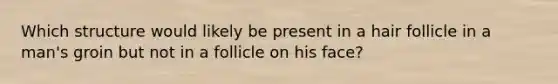 Which structure would likely be present in a hair follicle in a man's groin but not in a follicle on his face?