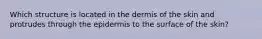 Which structure is located in the dermis of the skin and protrudes through the epidermis to the surface of the skin?