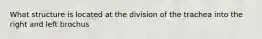 What structure is located at the division of the trachea into the right and left brochus