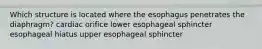 Which structure is located where the esophagus penetrates the diaphragm? cardiac orifice lower esophageal sphincter esophageal hiatus upper esophageal sphincter