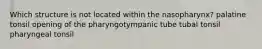 Which structure is not located within the nasopharynx? palatine tonsil opening of the pharyngotympanic tube tubal tonsil pharyngeal tonsil