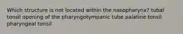 Which structure is not located within the nasopharynx? tubal tonsil opening of the pharyngotympanic tube palatine tonsil pharyngeal tonsil