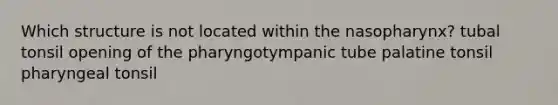 Which structure is not located within the nasopharynx? tubal tonsil opening of the pharyngotympanic tube palatine tonsil pharyngeal tonsil