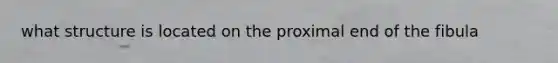 what structure is located on the proximal end of the fibula