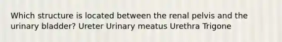 Which structure is located between the renal pelvis and the urinary bladder? Ureter Urinary meatus Urethra Trigone