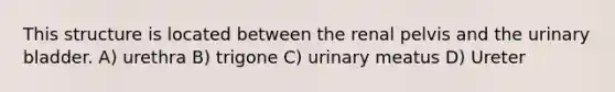 This structure is located between the renal pelvis and the <a href='https://www.questionai.com/knowledge/kb9SdfFdD9-urinary-bladder' class='anchor-knowledge'>urinary bladder</a>. A) urethra B) trigone C) urinary meatus D) Ureter