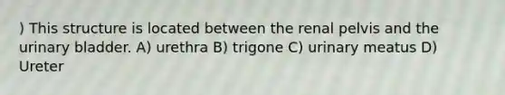 ) This structure is located between the renal pelvis and the <a href='https://www.questionai.com/knowledge/kb9SdfFdD9-urinary-bladder' class='anchor-knowledge'>urinary bladder</a>. A) urethra B) trigone C) urinary meatus D) Ureter