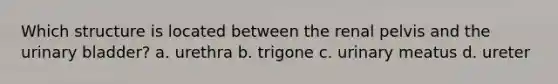 Which structure is located between the renal pelvis and the urinary bladder? a. urethra b. trigone c. urinary meatus d. ureter