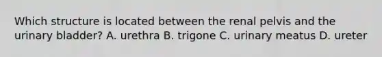 Which structure is located between the renal pelvis and the urinary bladder? A. urethra B. trigone C. urinary meatus D. ureter