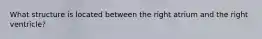 What structure is located between the right atrium and the right ventricle?