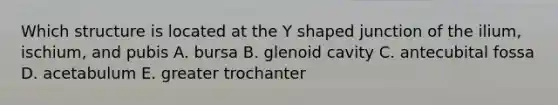 Which structure is located at the Y shaped junction of the ilium, ischium, and pubis A. bursa B. glenoid cavity C. antecubital fossa D. acetabulum E. greater trochanter